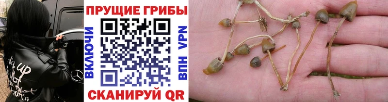 Купить  Красавино  Галлюциногенные грибы Magic Shrooms 